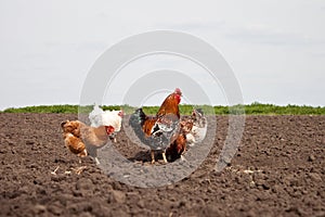 Chickens in the kitchen garden.