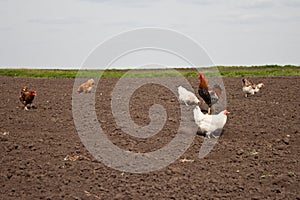 Chickens in the kitchen garden.