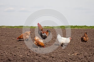 Chickens in the kitchen garden.