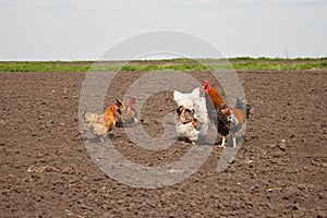 Chickens in the kitchen garden.