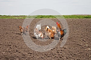 Chickens in the kitchen garden.