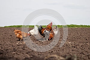 Chickens in the kitchen garden.