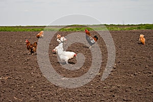 Chickens in the kitchen garden.