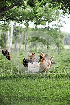 Chickens and laying hens on a small farm in the country