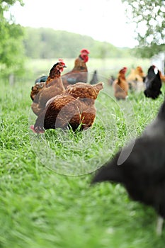 Chickens and laying hens on a small farm in the country