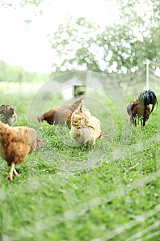 Chickens and laying hens on a small farm in the country