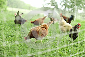 Chickens and laying hens on a small farm in the country