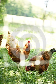 Chickens and laying hens on a small farm in the country