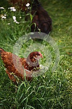 Chickens and laying hens on a small farm in the country