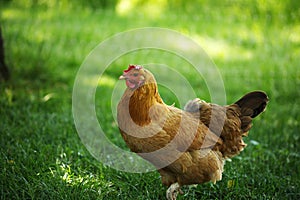 Chickens and laying hens on a small farm in the country