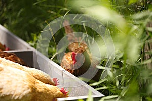 Chickens and laying hens on a small farm in the country