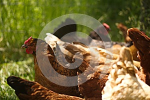 Chickens and laying hens on a small farm in the country