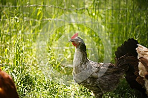 Chickens and laying hens on a small farm in the country