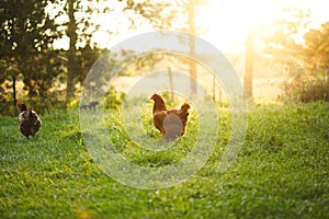 Chickens and laying hens on a small farm in the country