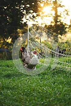 Chickens and laying hens on a small farm in the country