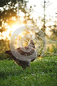 Chickens and laying hens on a small farm in the country