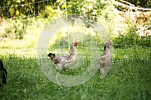 Chickens and laying hens on a small farm in the country