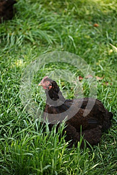 Chickens and laying hens on a small farm in the country