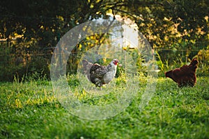 Chickens and laying hens on a small farm in the country