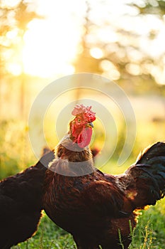 Chickens and laying hens on a small farm in the country