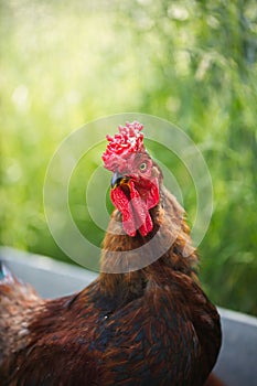 Chickens and laying hens on a small farm in the country