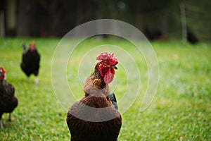 Chickens and laying hens on a small farm in the country