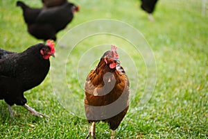 Chickens and laying hens on a small farm in the country