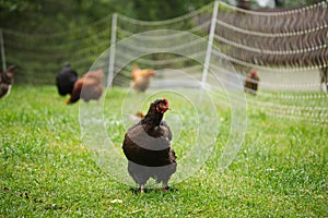 Chickens and laying hens on a small farm in the country