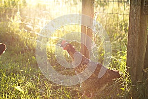 Chickens and laying hens on a small farm in the country