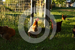 Chickens and laying hens on a small farm in the country