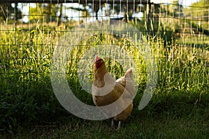 Chickens and laying hens on a small farm in the country