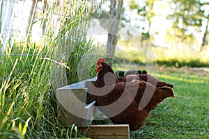 Chickens and laying hens on a small farm in the country