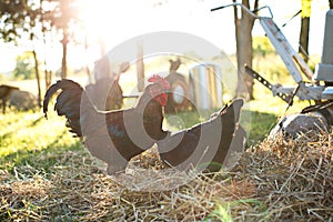 Chickens and laying hens on a small farm in the country