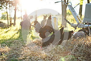 Chickens and laying hens on a small farm in the country