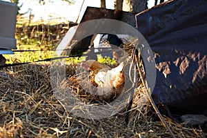 Chickens and laying hens on a small farm in the country