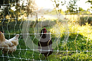 Chickens and laying hens on a small farm in the country