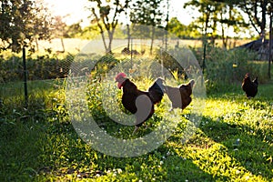 Chickens and laying hens on a small farm in the country