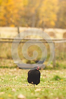 Chickens and laying hens on a small farm in the country