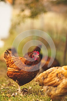 Chickens and laying hens on a small farm in the country