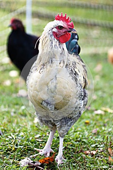 Chickens and laying hens on a small farm in the country