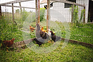 Chickens and laying hens on a small farm in the country