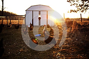 Chickens and laying hens on a small farm in the country