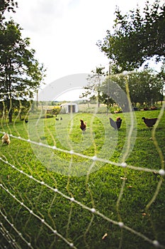 Chickens and laying hens on a small farm in the country