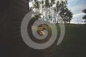 Chickens and laying hens on a small farm in the country