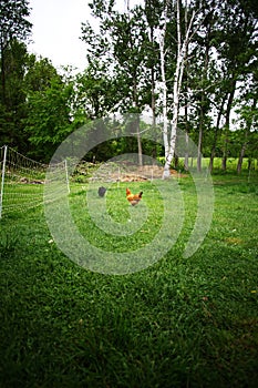 Chickens and laying hens on a small farm in the country