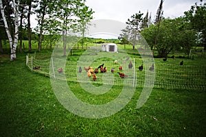 Chickens and laying hens on a small farm in the country