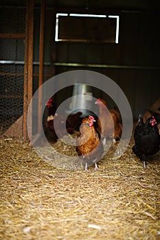 Chickens and laying hens on a small farm in the country