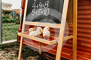 Chickens learn math, animal school