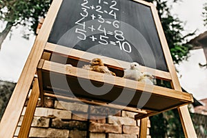 Chickens learn math, animal school