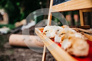 Chickens learn math, animal school